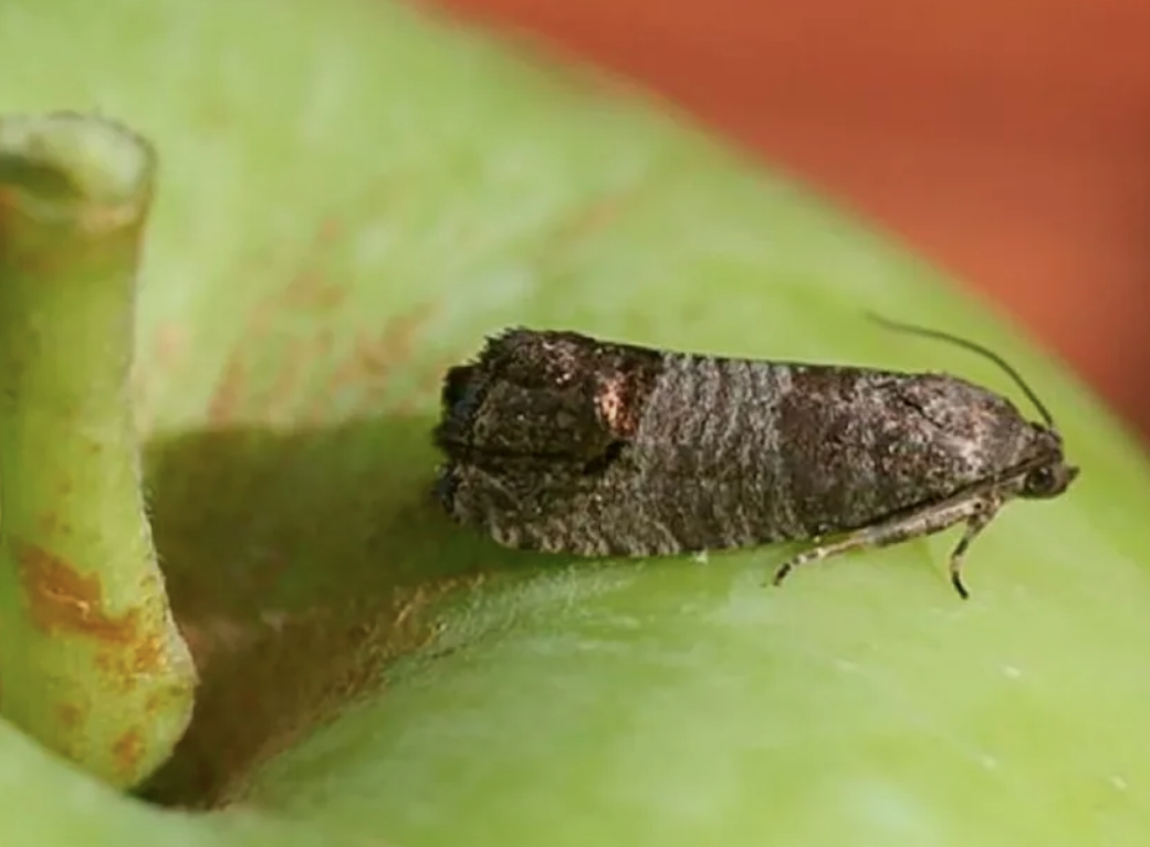 Alerta por una plaga que puede arruinar membrillos y nueces